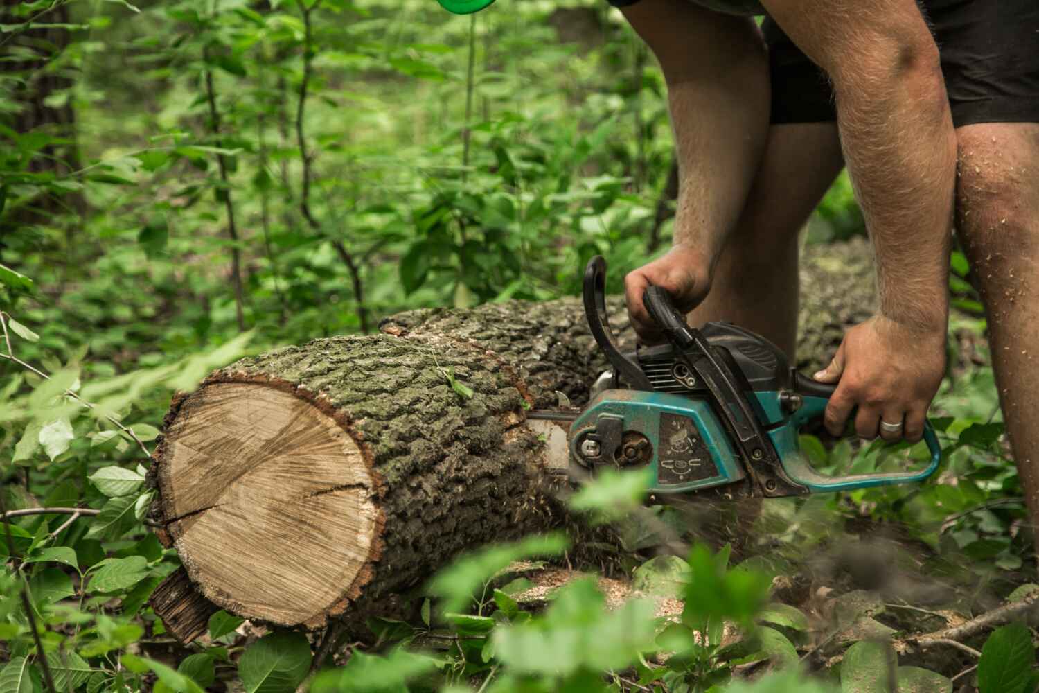 Best Tree Care Services  in Runaway Bay, TX